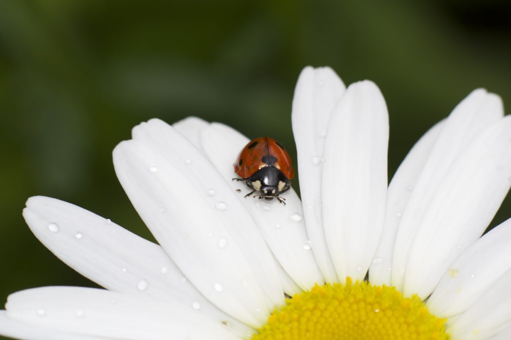 Photo d'une coccinelle